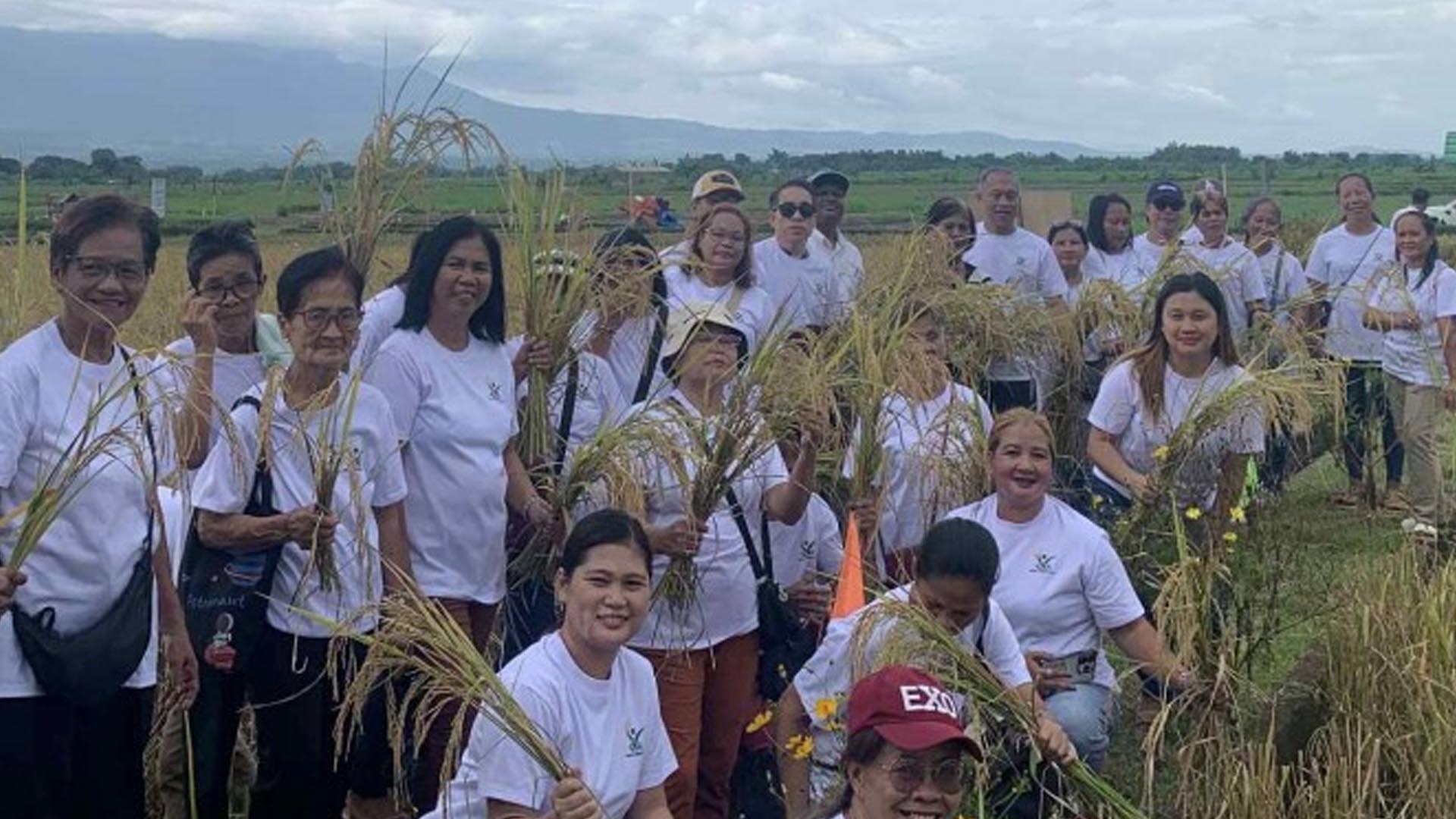 DA-PhilRice Unveils High-Zinc Rice In Negros | Woman.ph